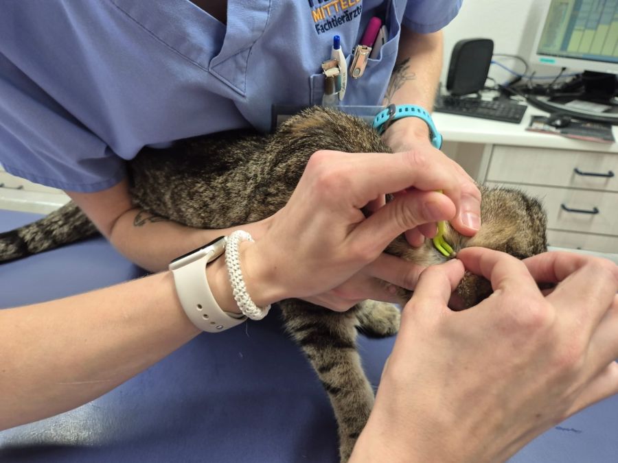 Auch war sie voller Zecken.