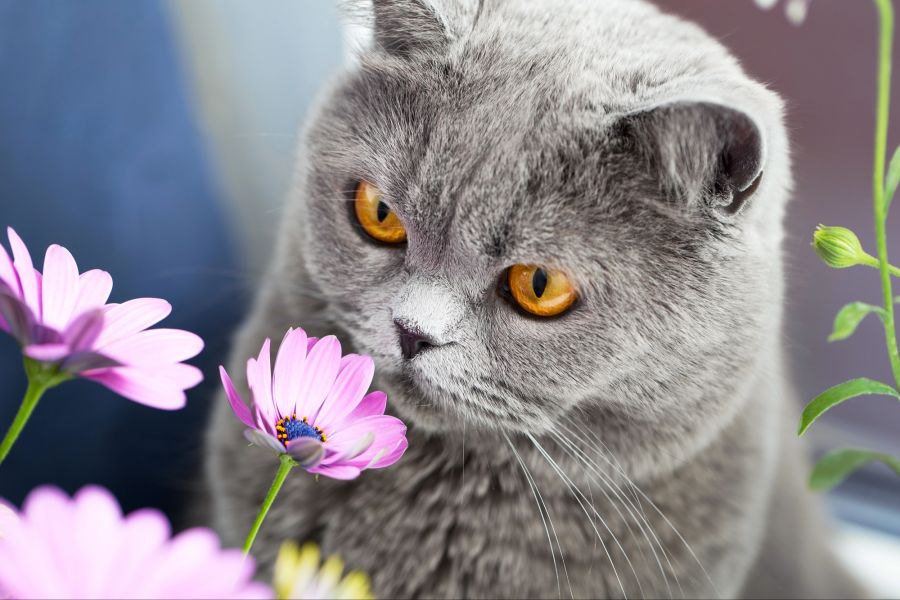 katze gefahr
