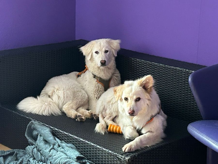 Bei den 120 getöteten Hunden in Ramiswil handelt es sich fast ausschliesslich um Herdenschutzhunde der Rassen Maremmano und Kangal.