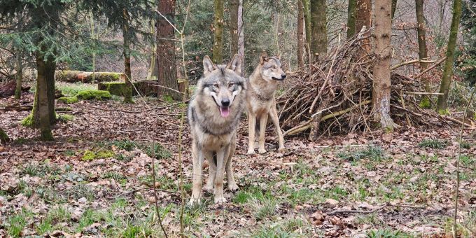 Das Wolfs-Paar Tara und Romulus: Romulus (vorne) und Tara (hinten). Romulus