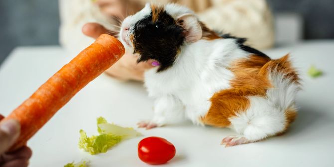 Meerschweinchen bekommt Gemüse