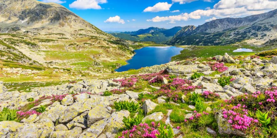 Rumänien Berge Blumen See