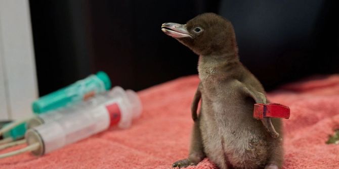 Küken Neuseeland Hoihi Penguin