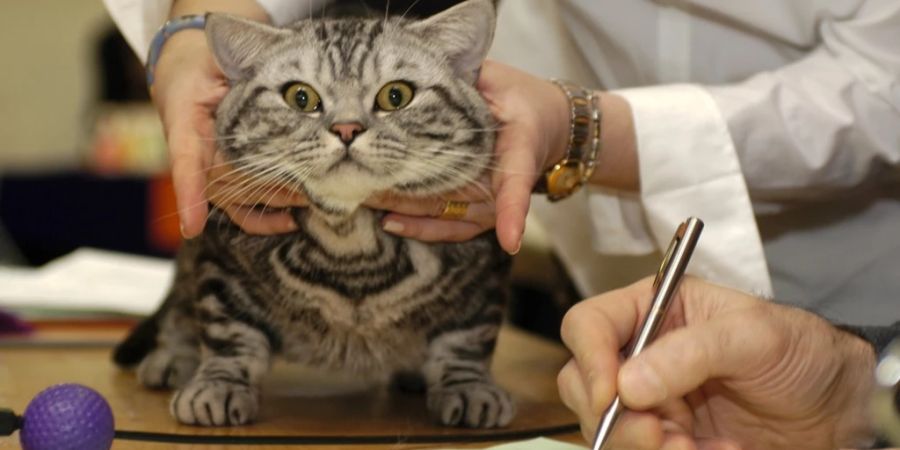 Katze Jury Ausstellung