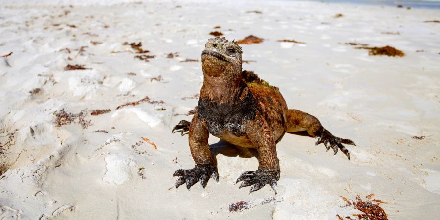 Meerechsen, Galapagos-Inseln