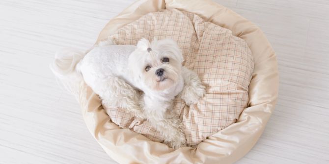 Hund auf Hundebett