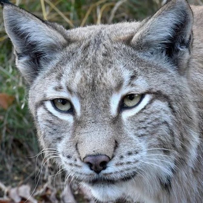 Luchs