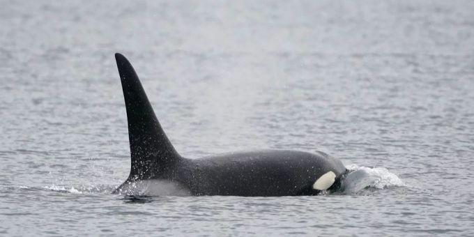 Orcas machen gezielt Jagd auf Weisse Haie, was das Ökosystem aus dem Gleichgewicht bringt. Haie Orcas