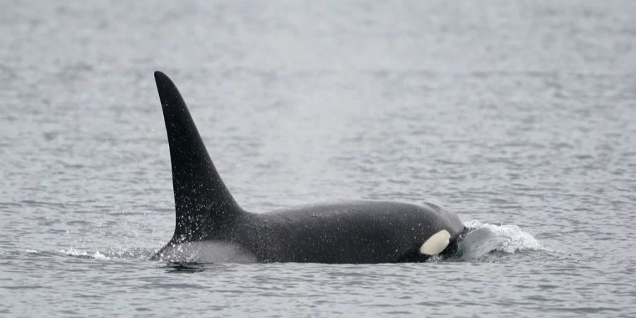 Haie Orcas