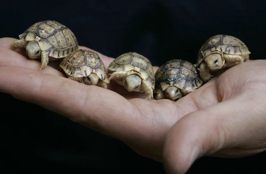 Die Tiere seien gute Kletterer und können somit auch über ungenügend hohe Zäune abhauen.