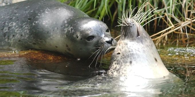 Das Seehunde-Becken im Tierpark Bern wird renoviert. Seehunde