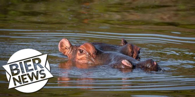 Nilpferd im Wasser