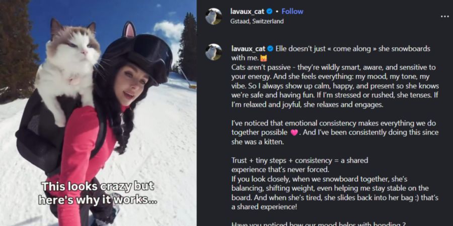 Elle Katze Petfluencer