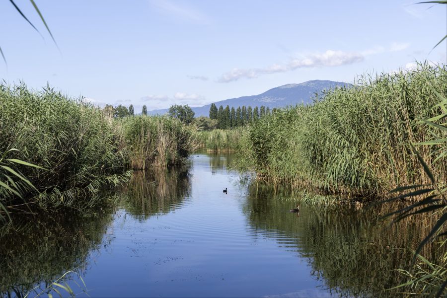 Die Grande Cariçaie ist ein grosses Naturschutzgebiet am Neuenburgersee.