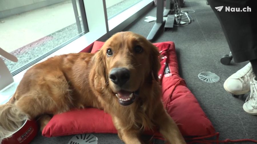 Bürohund Eddie hat es sich an Haakons Arbeitsplatz gemütlich gemacht.