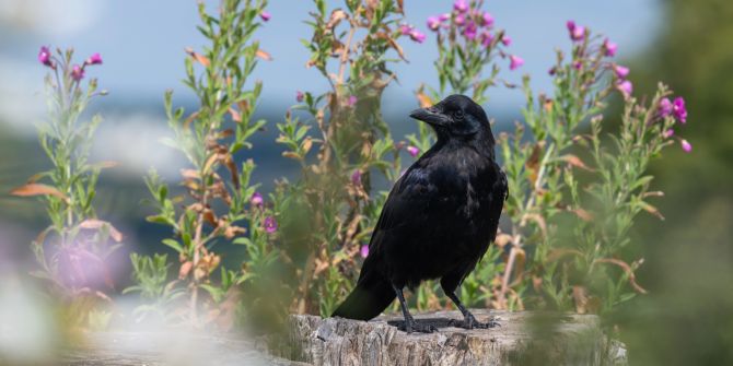 Saatkrähe Rabe schwarz Vogel