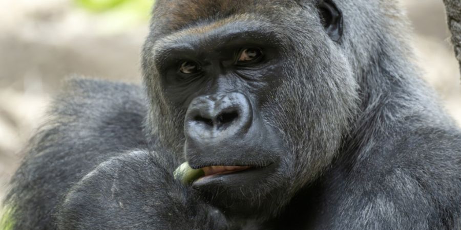 Unter anderem der neue Gorilla-Silberrücken Yeba lockte 2025 Besucherinnen und Besucher in den Zoo Basel. Insgesamt gab es weniger Eintritte als im Jubiläumsjahr 2024. (Archivbild)