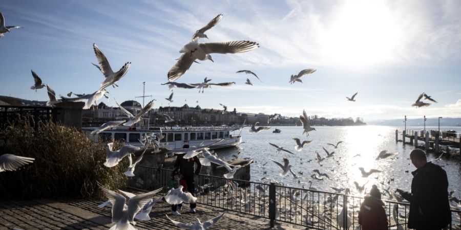Mehr natürliche Vegetation fordert der Gemeinderat beim Seebecken in Zürich. Dafür soll im See eine Insel für die Wasservögel aufgeschüttet werden. (Archivbild)