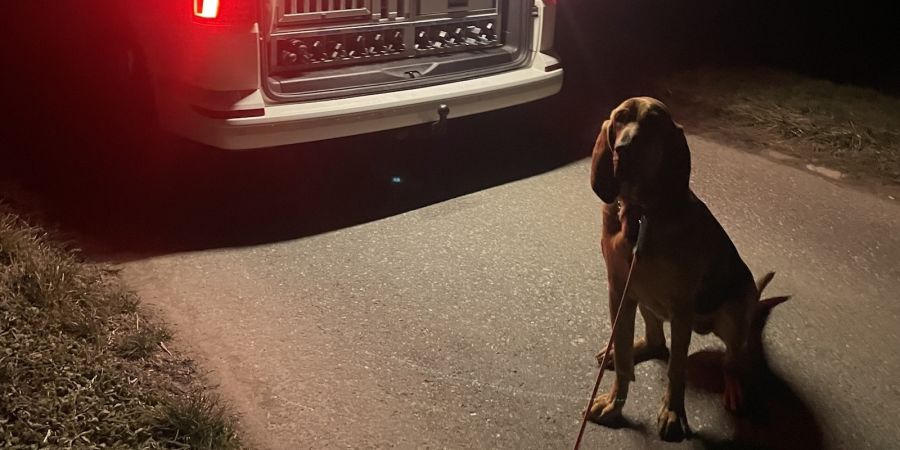 Personenspürhund Tyra