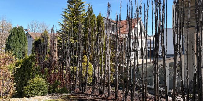 Heckenbrand in Gossau