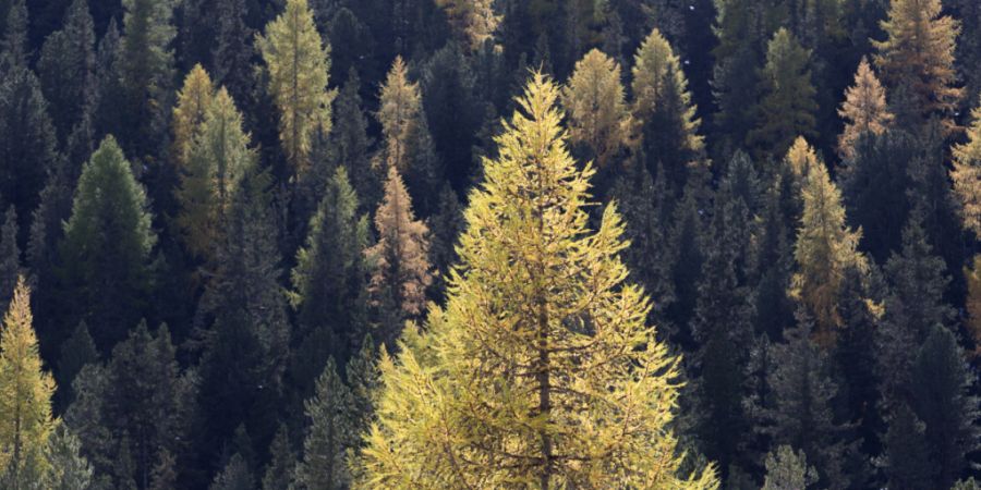 Der Kanton Nidwalden stellt seine Waldpolitik neu auf. (Symbolbild)