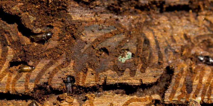 Borkenkäfer verursachten erneut weniger Schäden in Schweizer Wäldern. (Archivbild)