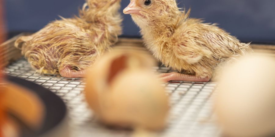 Eine Studie zeigt, dass junge Küken menschliche Nähe suchen - und Streicheleinheiten offenbar geniessen. (Archivbild)