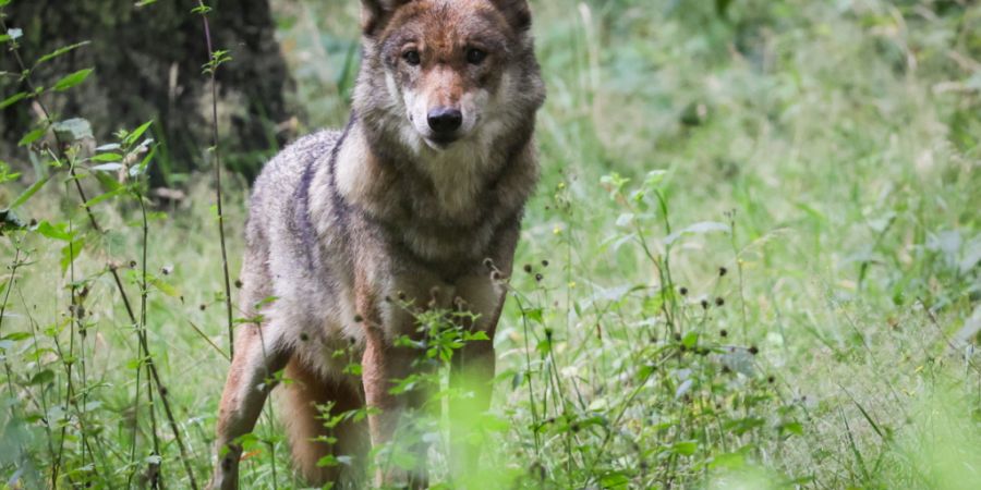 Er soll in Hütten/Wädenswil umherstreifen: ein Wolf. Angeblich am Freitagnachmittag gesichtet. (Archivbild)
