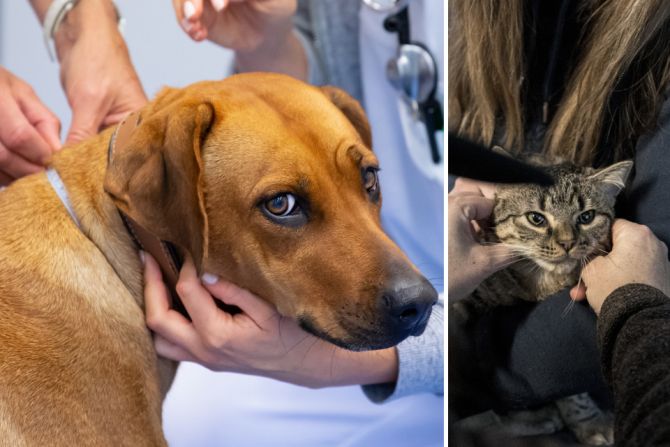 Tierarzt Halter aggressiv