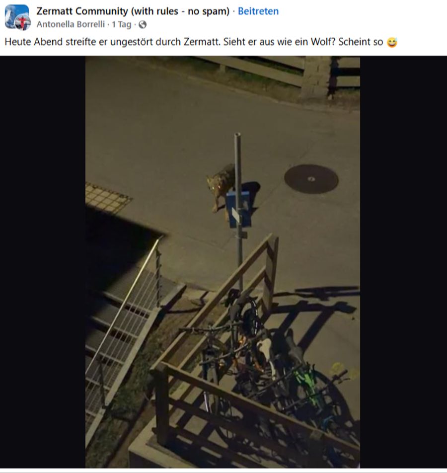 Am Montagabend um 21.30 Uhr wurde mitten in Zermatt VS in der Nähe eines Hotels dieser Wolf gesehen und fotografiert.