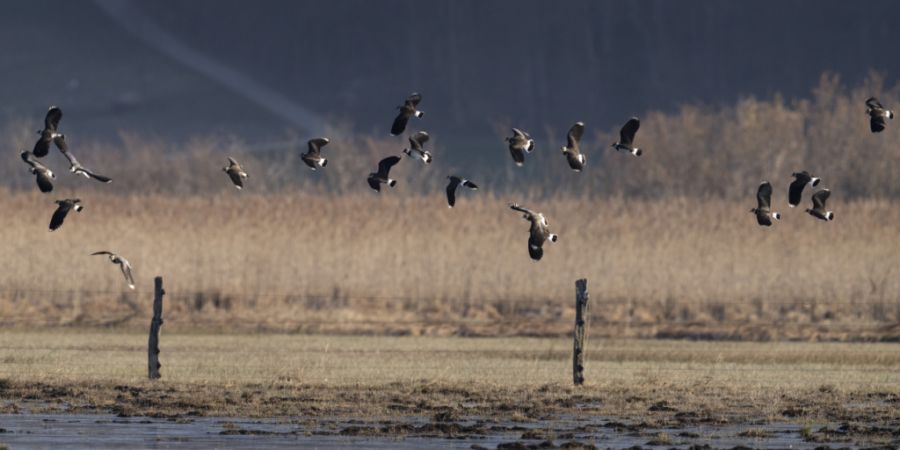 Kiebitze finden ihre Nahrung auf feuchten Flächen. Hier in einem der letzten grossen Flachmoore in Neerach ZH. (Archivbild)