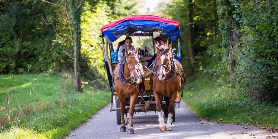 Pferdewagen Werbefoto