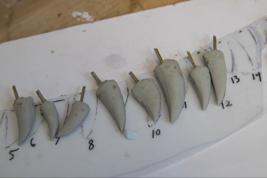 Die Knochen, die in der Studie benutzt wurden, wurden erstmals in den frühen 1970er-Jahren im Südosten der Mongolei ausgegraben. (Zähne eines Tyrannosaurus, Archivbild/Symbolbild)