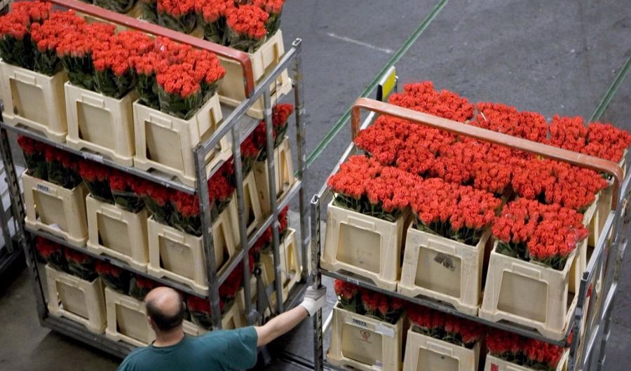 holland blumen
