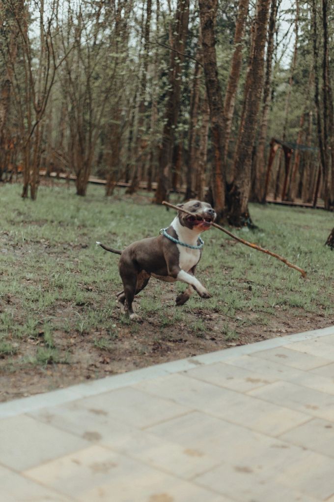 Hunde können sich beim Spielen mit Stöckchen verletzen. Hund mit Stock