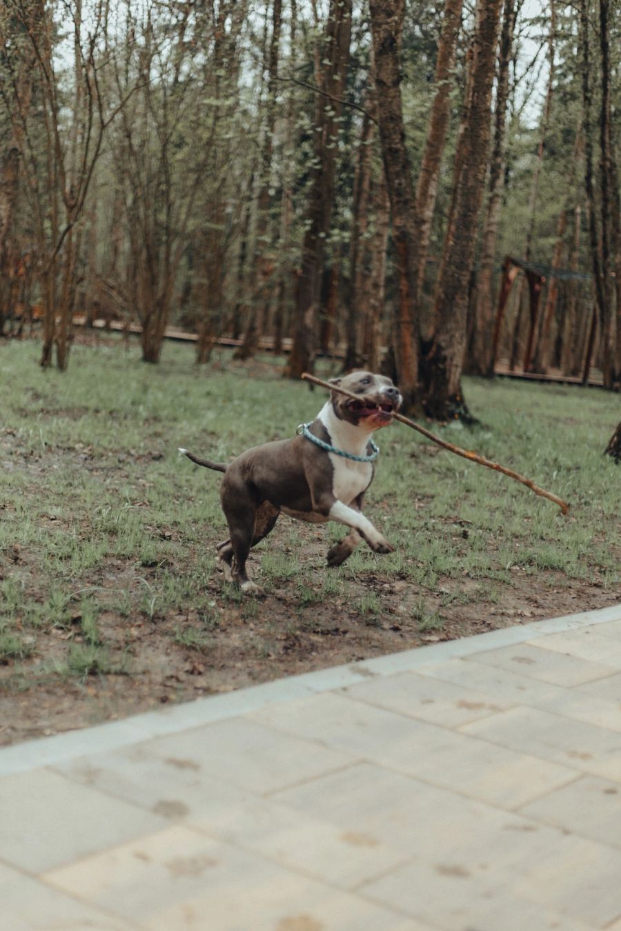 Hund mit Stock