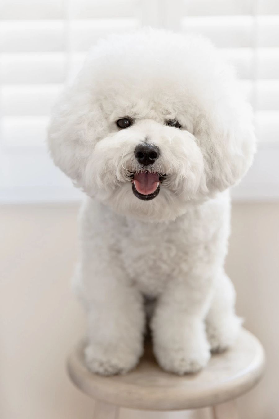 Bichon Frisé: