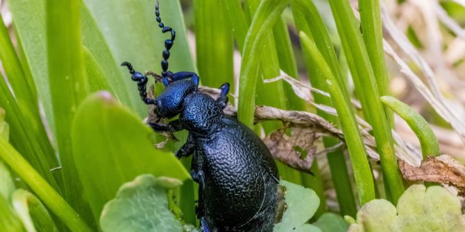 Schwarzblauer Ölkäfer