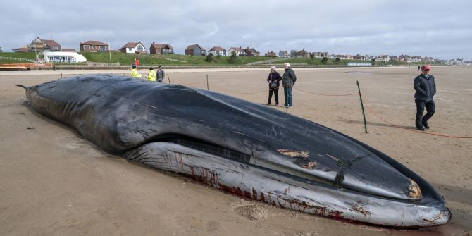 Britain Whale