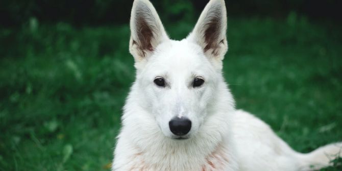 Weisser Schäferhund