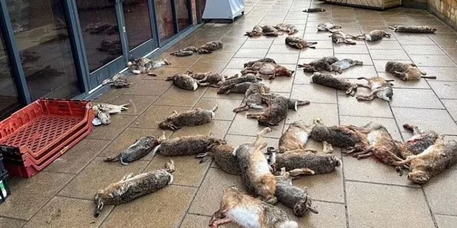 Tiere