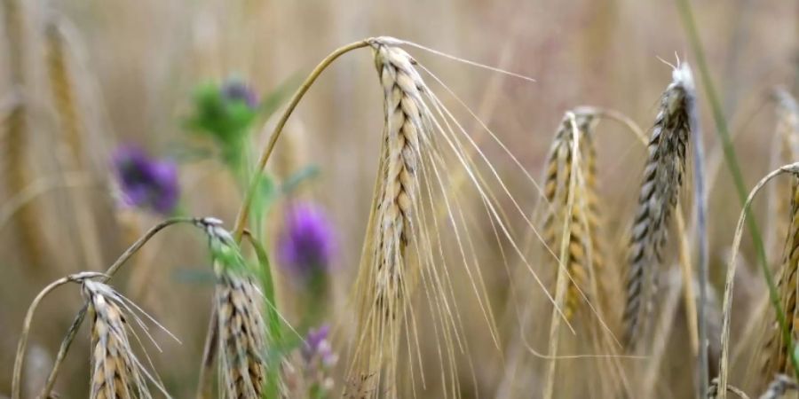 Weizenfeld in Selm in Nordrhein-Westfalen im Juli