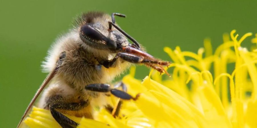 Der Einsatz von Pestiziden in der Landwirtschaft wird zum Schutz bedrohter Insekten weiter eingeschränkt. Foto: Sebastian Gollnow/dpa