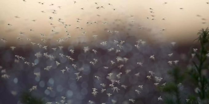 Moskau - Millionen Mücken bedecken Himmel über Halbinsel Kamtschatka