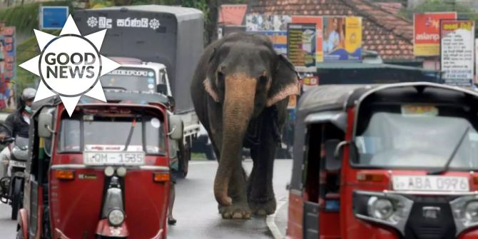 Elefanten sri Lanka