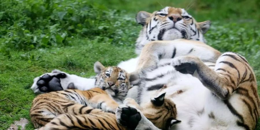 Ganz dicht bei der Mama: Die beiden Sibirischen Tigerbabys entwickeln sich gut. Foto: Roland Weihrauch/dpa
