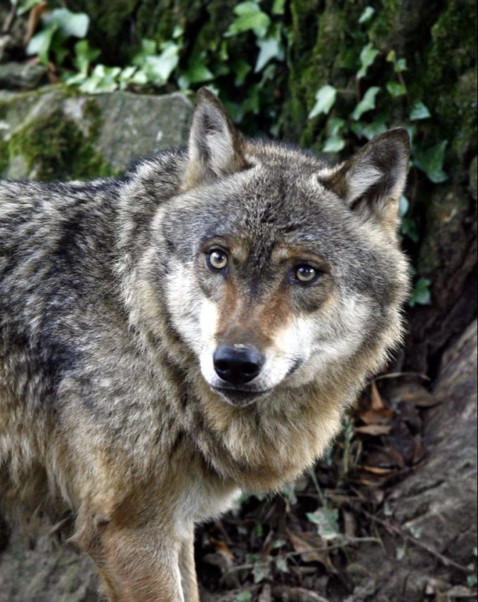 Für die «Gruppe Wolf Schweiz» ist der rapide Zuwachs der Wolfsbestände in der Schweiz eine direkte Konsequenz der Jagdpolitik der Kantone. (Symbolbild) Wolf Schweiz
