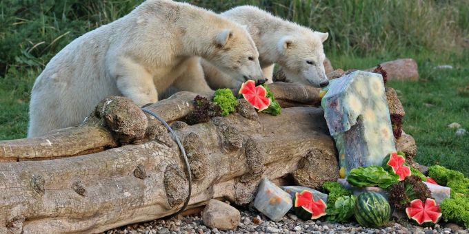Die Eisbärenzwillinge Kaja und Skadi bekommen zu ihrem 1. Geburtstag Eistorten, eine davon symbolisiert die Zahl 1. Die Eisbärenzwillinge Kaja und Skadi bekommen zu ihrem 1. Geburtstag Eistorten, eine davon symbolisiert die Zahl 1.