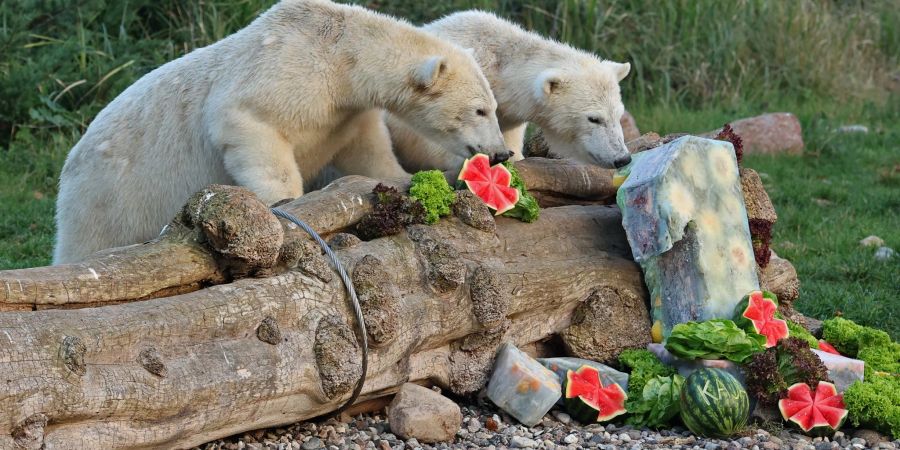 Die Eisbärenzwillinge Kaja und Skadi bekommen zu ihrem 1. Geburtstag Eistorten, eine davon symbolisiert die Zahl 1.