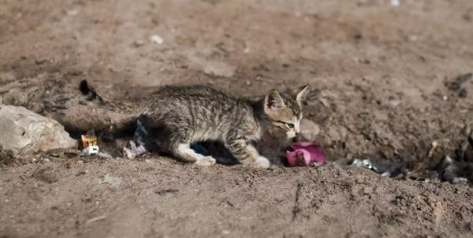 Durch Spenden und Kampagnen sollen solchen Streunerkatzen ein besseres Leben ermöglicht werden. Streuner Katze Spenden Kampagnen